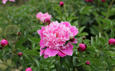 Blooming pink peony