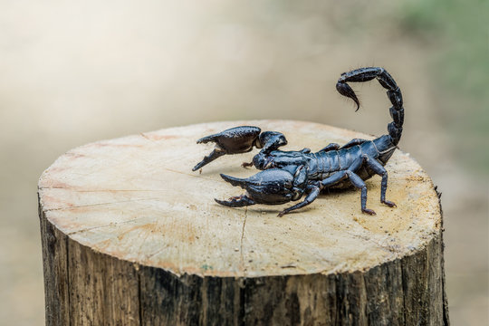 Closeup view of a scorpion on wood in nature.