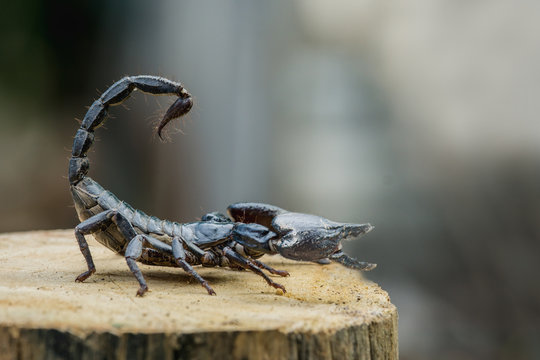Closeup view of a scorpion on wood in nature.