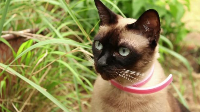 Purebred siamese cat close-up portrait outdoors; cat standing in garden, looking around; handheld footage, 