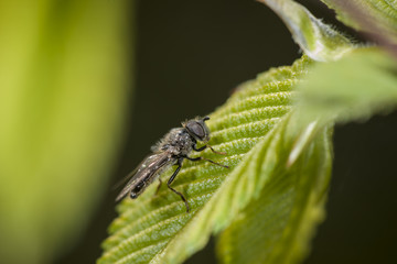 Fototapeta premium Machimus rusticus