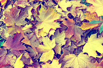 abstract background of autumn leaves of maple