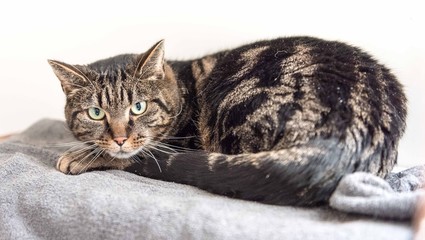 Naklejka premium Homeless cat needs a forever home
