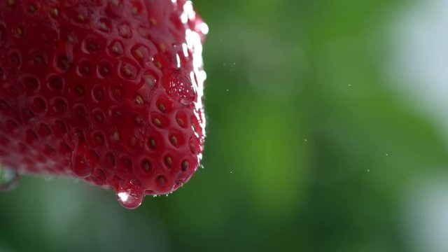 Extreme close-up of water drip on strawberry in slow motion; shot on Phantom Flex 4K at 1000 fps