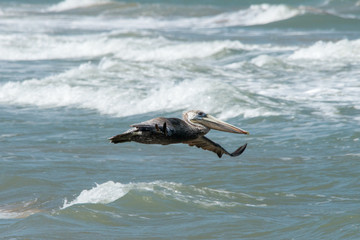 Fototapeta premium Pelican