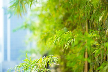 bamboo garden wood forest.