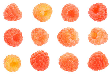 Rose raspberry collection on white