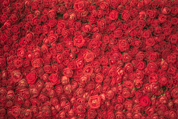 Fototapeta premium red rose flower for background
