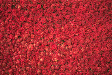 Obraz premium red rose flower for background