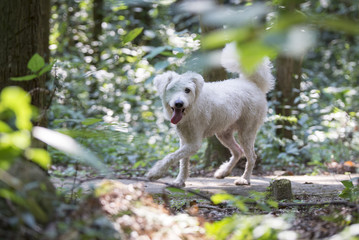 Fototapeta premium Dog playing in the woods
