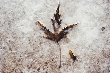  Autumn leaf frozen in the ice in winter