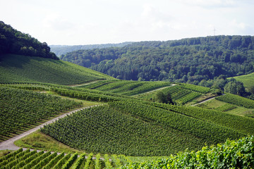 Vineyard in valley