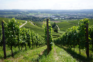 Fototapeta premium View of Mosell valley