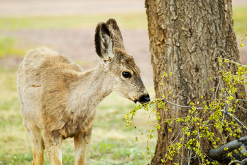 Mule Deer Frolicking on a Colorado Spring Afternoon