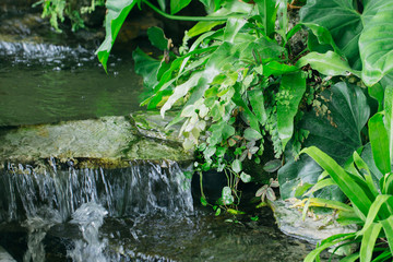 home garden, water full in the green park for background