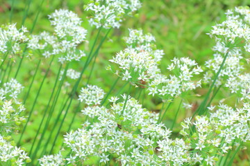 ニラの花
