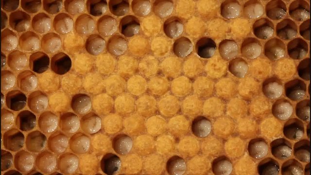 Birth of a new life in the colony of bees.
Images show larvae of bees of all ages.
