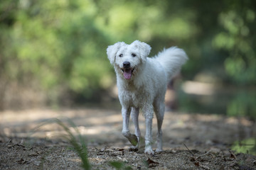 Dog playing in the woods