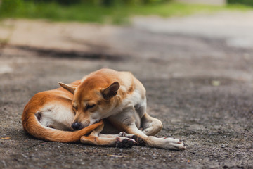 Thai dog