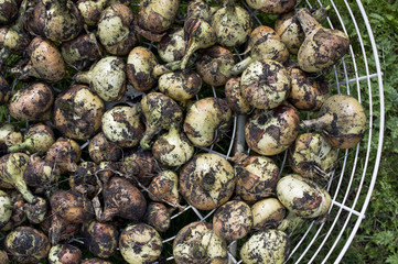 Drying Onion Bulbs