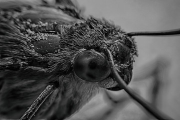 Moth (Night Fly) macro view