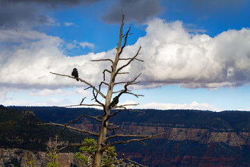 Crow On a Dead Branch at Grand Canyon