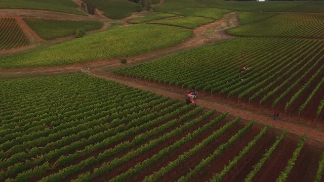 Aerial view of grape harvest at Oregon vineyard