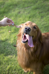 Closeup of a cute Golden Retriever