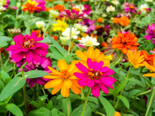 Fototapeta premium The zinnia flower is one of the easiest flowers to grow in the