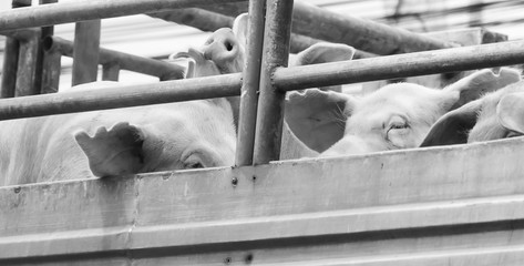 Pigs on truck way to slaughterhouse. The sad sight of pigs.
