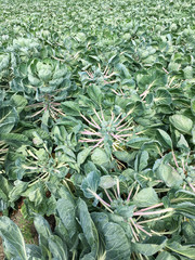 Fototapeta premium Cauliflower plants.