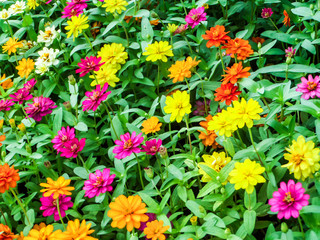 The zinnia flower is one of the most exuberant flowers