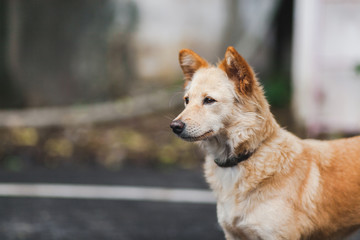 Brown dog,asia dog