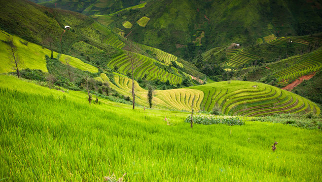 Rice fields on terraced of Bac Yen, Son La, Vietnam. Rice fields prepare the harvest at Northwest Vietnam