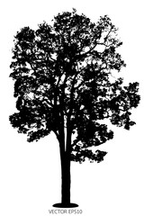Fototapeta premium Vector of tree, silhouette tree on white background.