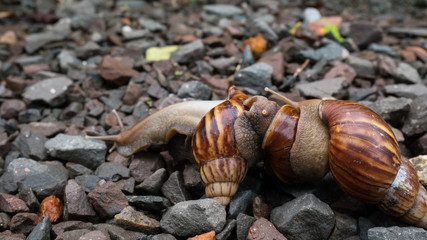 Fototapeta premium Snail family wark in the garden with sun light