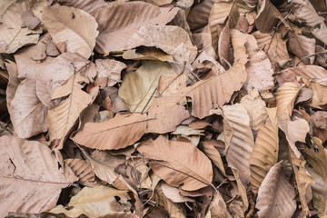 Dry leaf for background and texture.