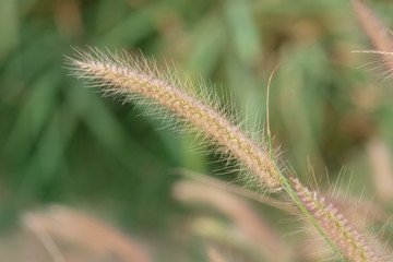 Obraz premium Poaceae Grass Flower