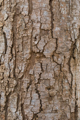 wooden bark texture for background.