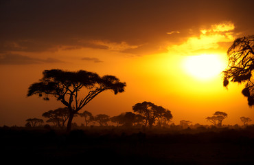 Typical african sunset with acacia trees in Masai Mara, Kenya. H