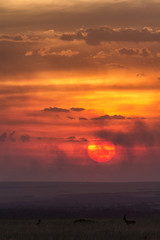 Typical african sunset in Masai Mara, Kenya, Africa. Vertical sh