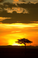 Obraz na płótnie Canvas Typical african sunset with acacia trees in Masai Mara, Kenya. V