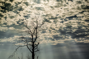 Fototapeta na wymiar Silhouette of dried tree