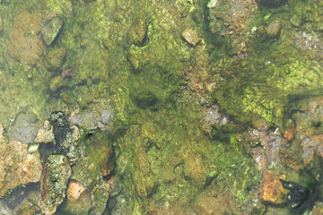 green moss in hot spring.