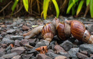 Snail family wark in the garden with sun light