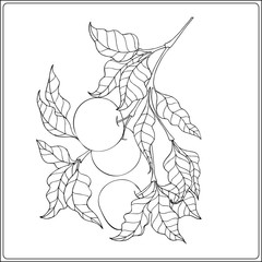 Vintage decorative apple tree. Outline drawing/ Vector illustration