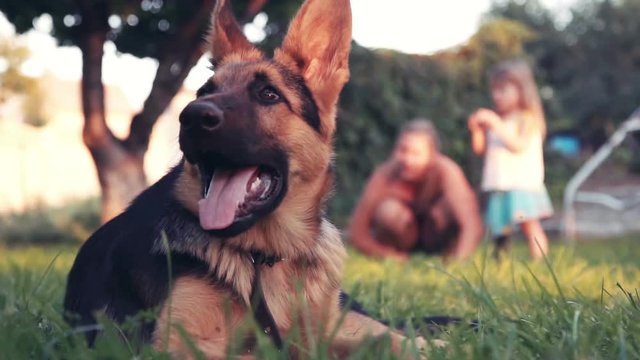 Slowmotion of ground level view of puppy dog german shepherd looking at camera with tree and swinging bench in background