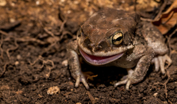 Side portrait of common Indian toad with its mouth open