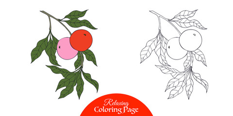 Vintage decorative apple tree brunch with ripe apples. Adult coloring page with colored sample.