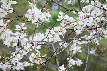 Bauhinia variegata white flower, Orchid Tree Festival Baan Pameang Lampang Thailand.